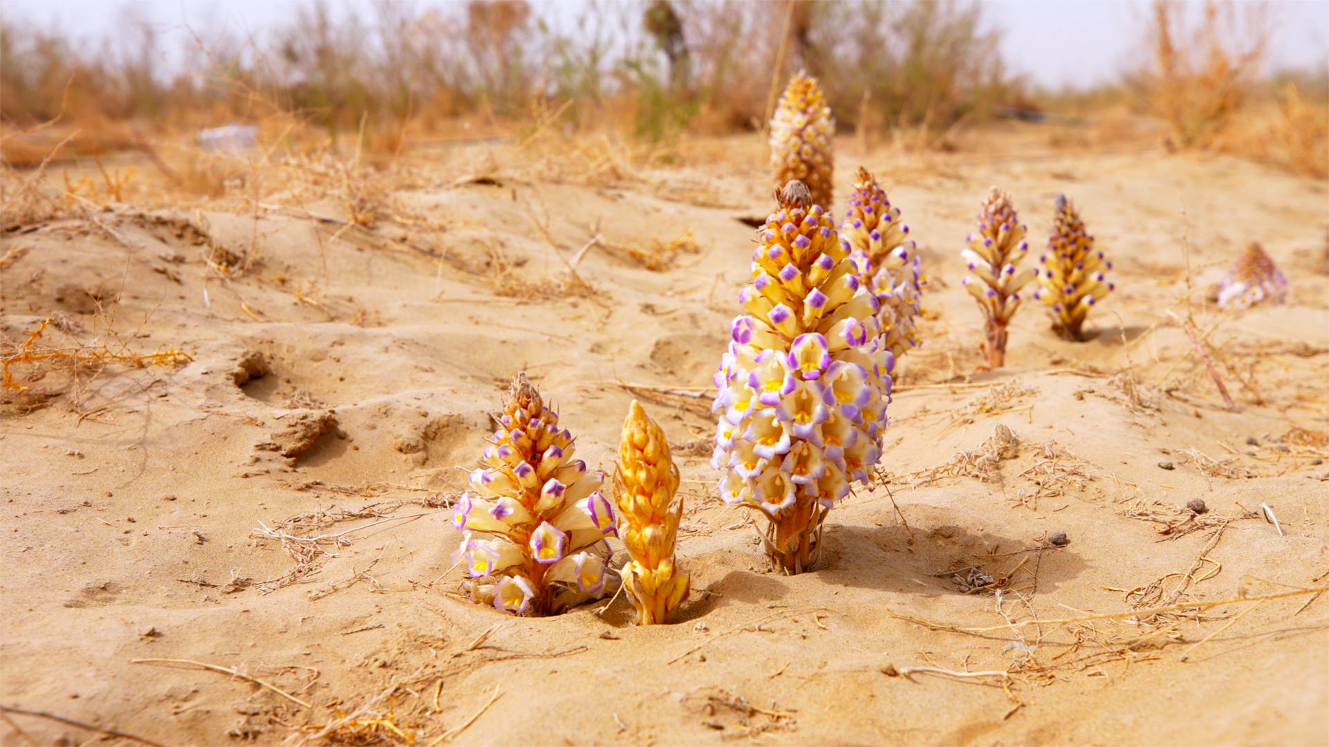 图为生长在公益林中的肉苁蓉结出了艳丽的花朵